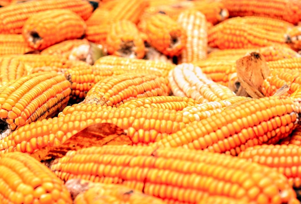 corn, corncobs, food-6671269.jpg