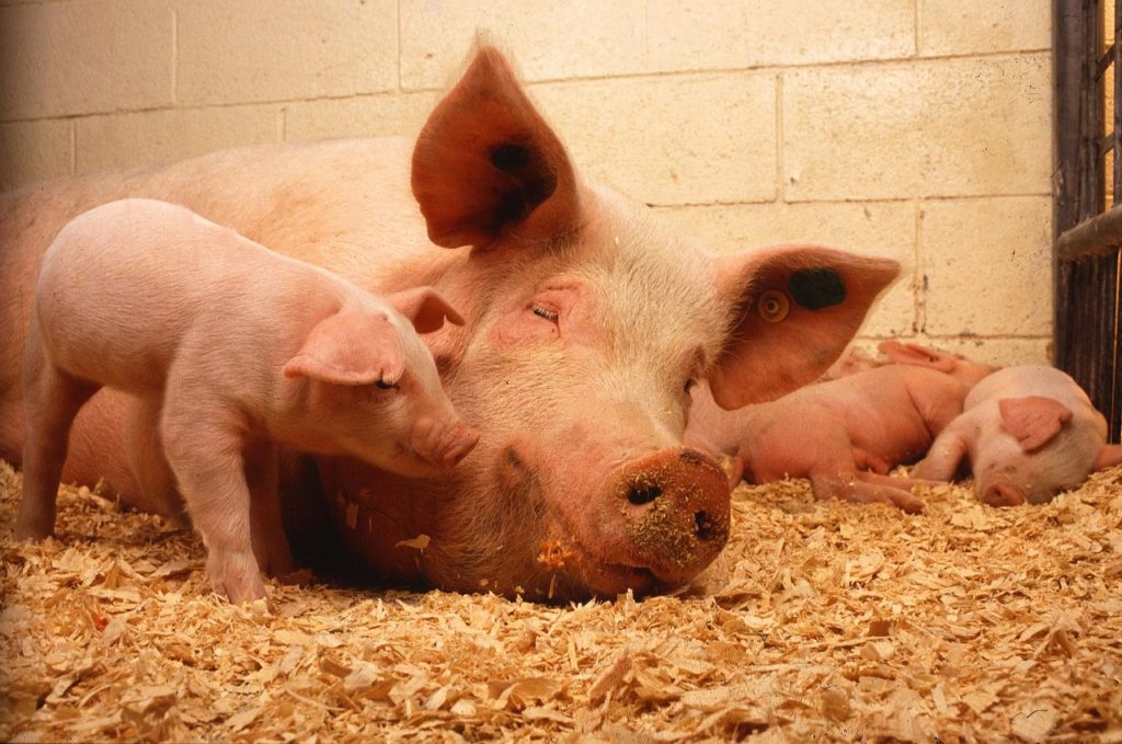 pigs, domestic, animals-387204.jpg