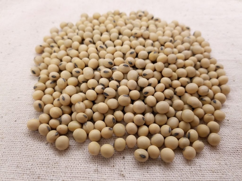 soybean, soybeans, soy-3754425.jpg